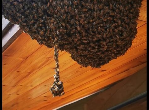 蜜蜂来家里做窝